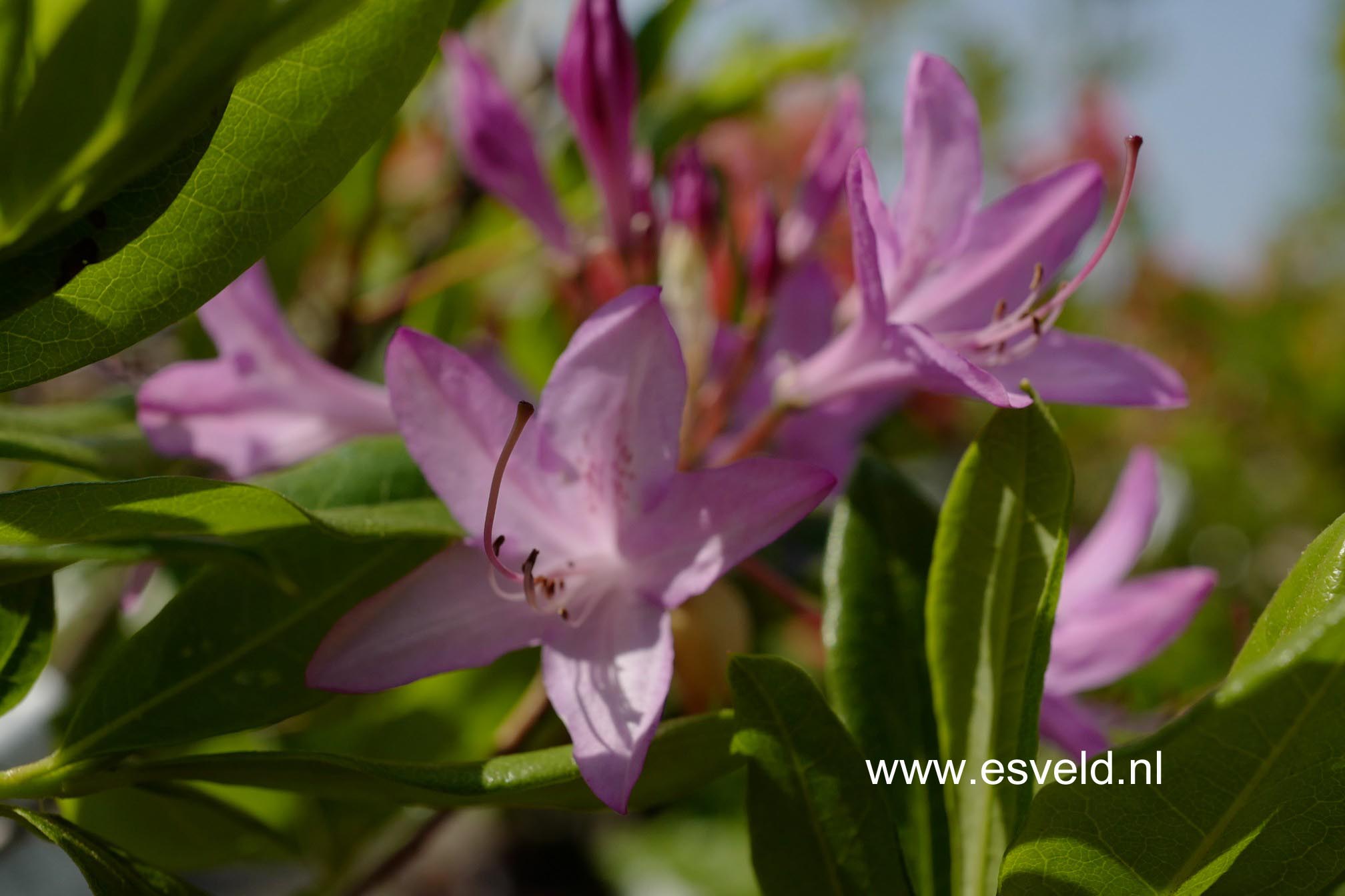 Rhododendron 'Fragrans'