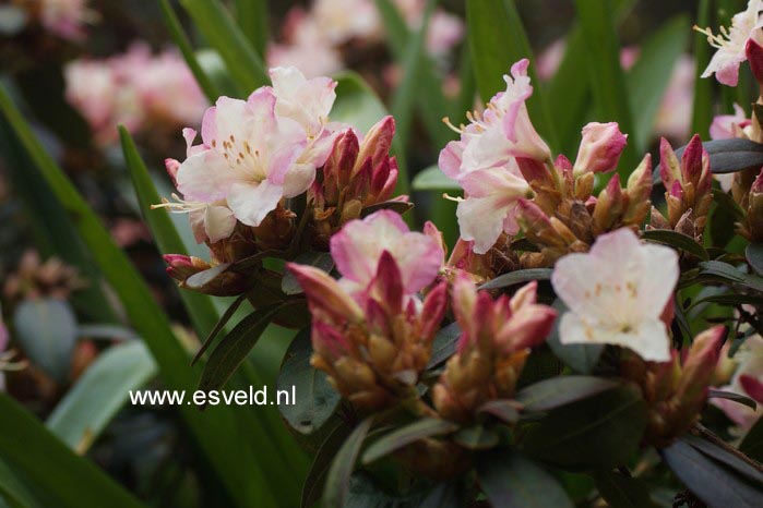 Rhododendron 'Ginny Gee'