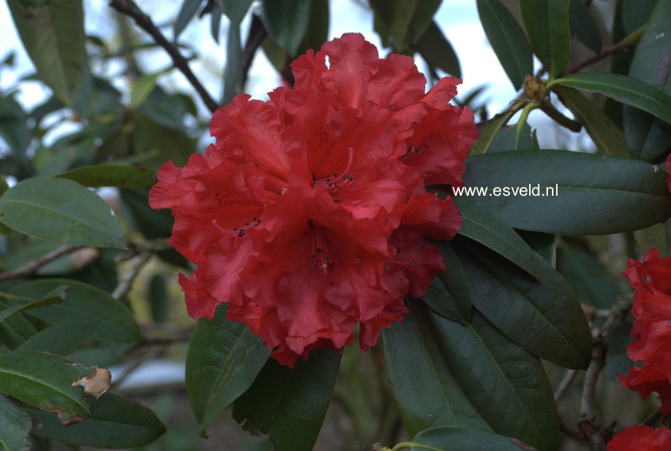 Rhododendron 'Grace Seabrook'