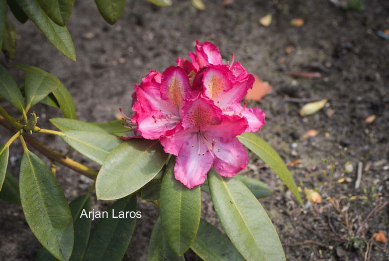 Rhododendron 'Lausitz'