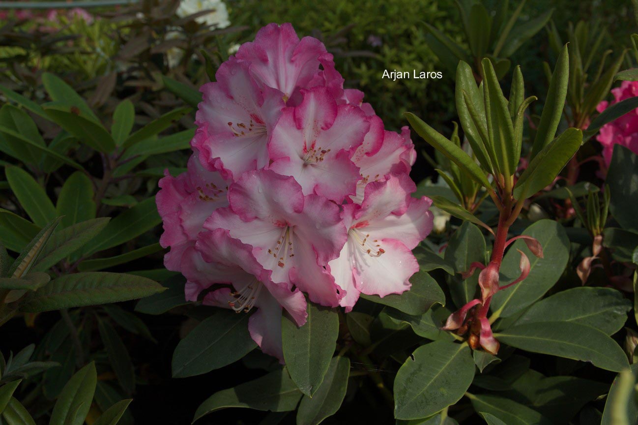 Rhododendron 'Lem's Monarch'