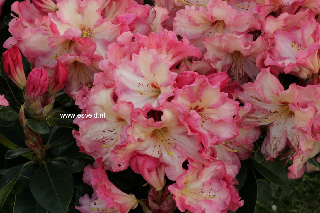 Rhododendron 'Naselle'
