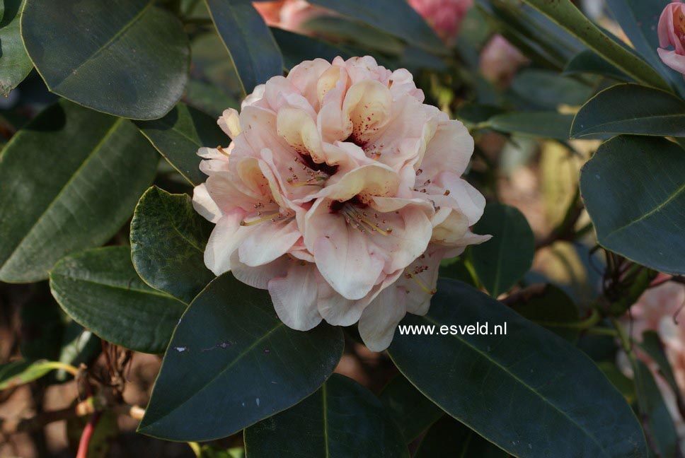 Rhododendron 'Rudolf Heinemann'