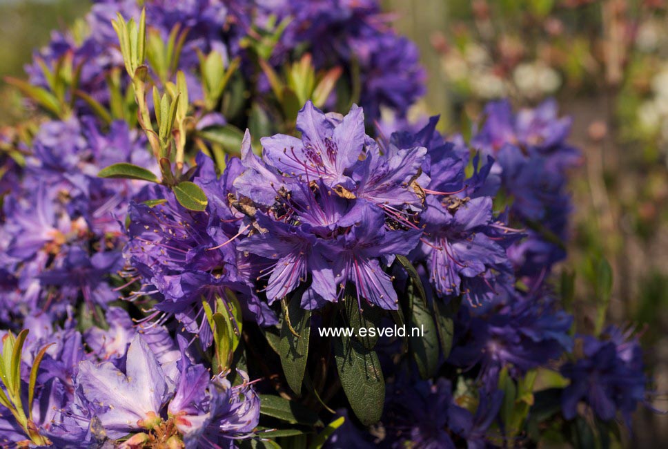 Rhododendron 'Russautinii'