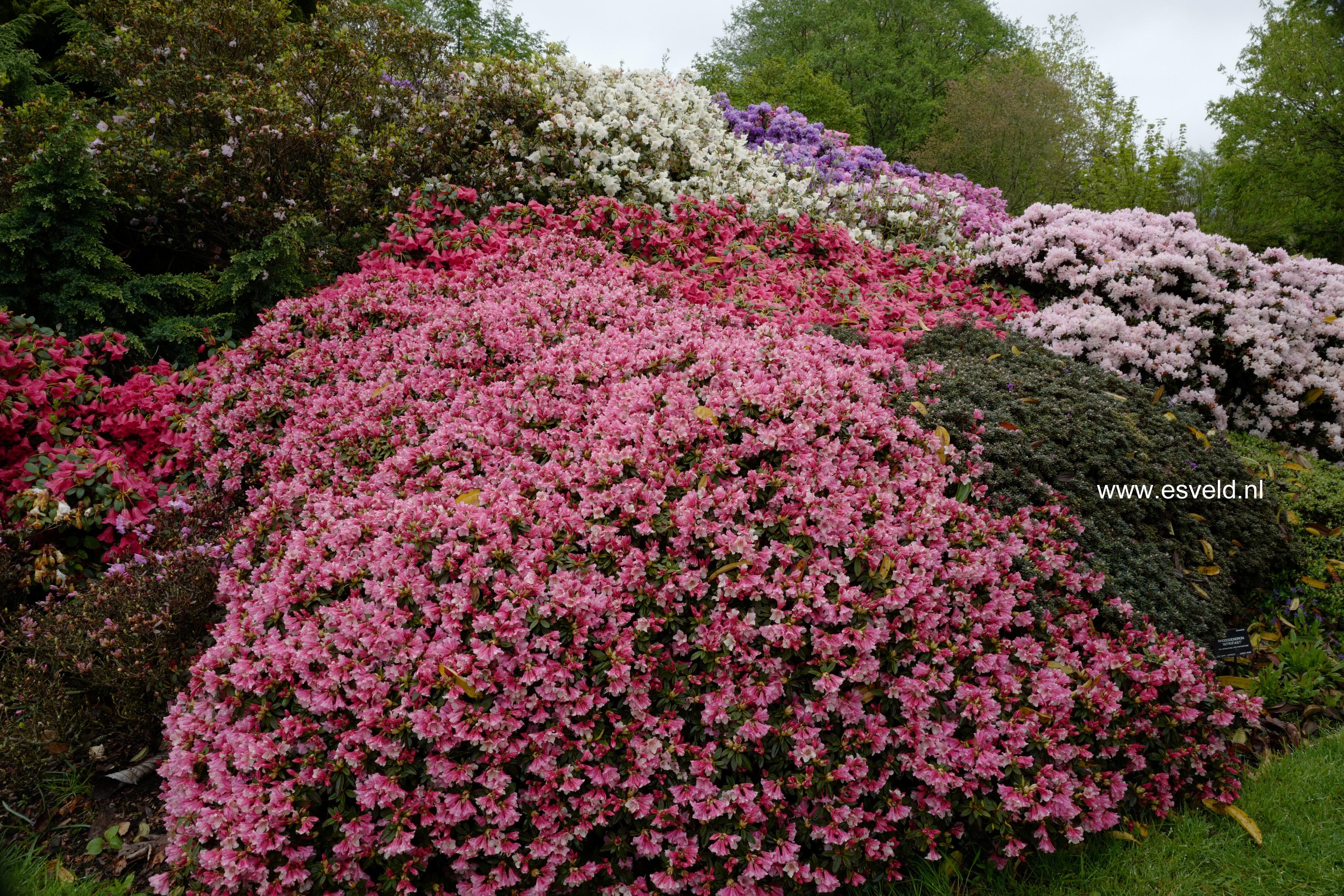 Rhododendron 'Wee Bee'