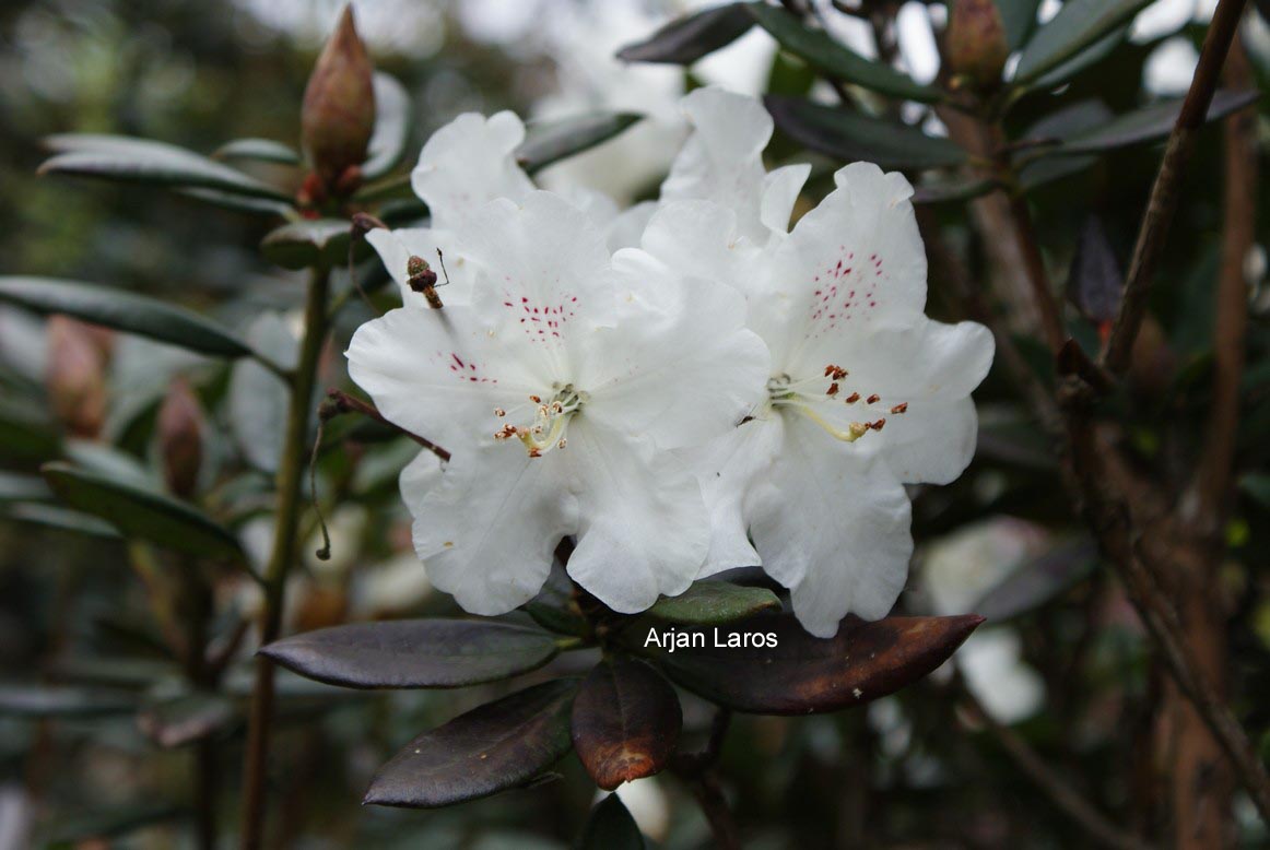 Rhododendron aberconwayi
