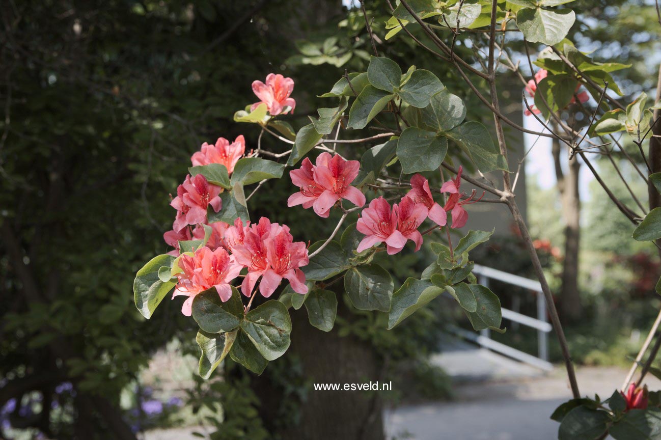 Rhododendron amagianum