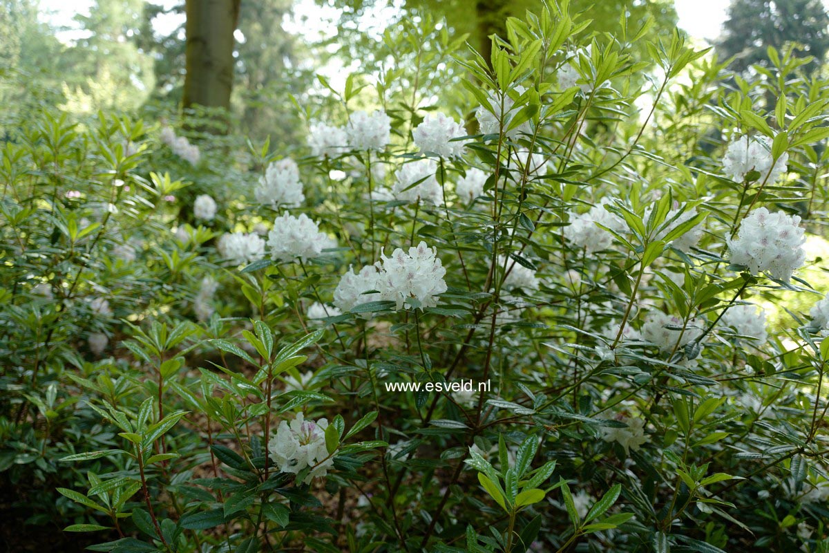 Rhododendron annae