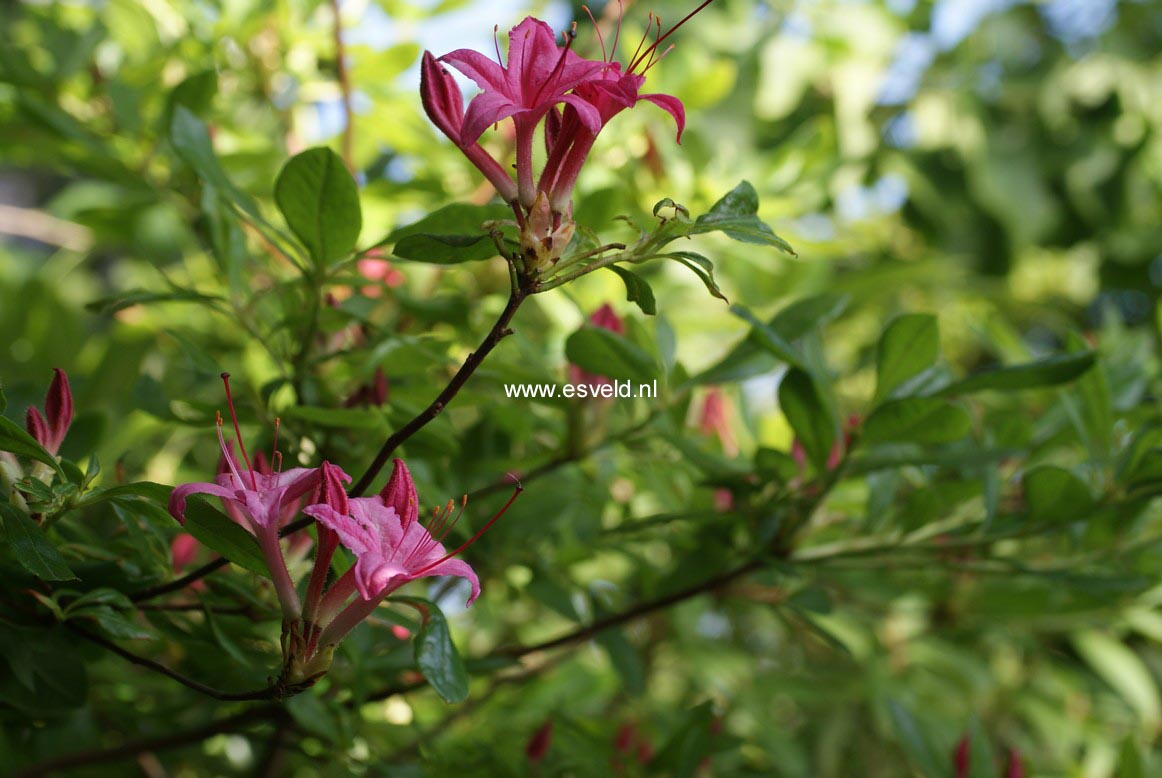 Rhododendron arborescens