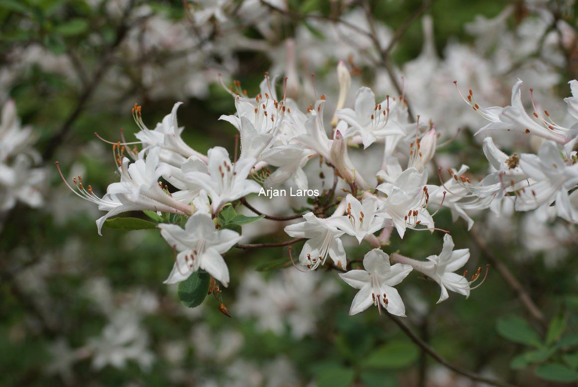 Rhododendron atlanticum