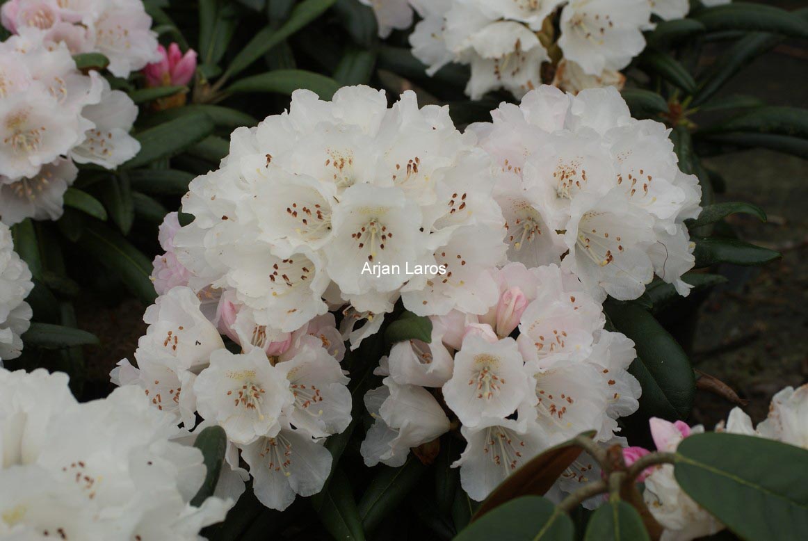 Rhododendron bureavioides