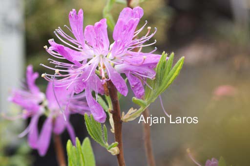 Rhododendron canadense