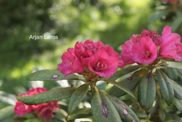 Rhododendron degronianum