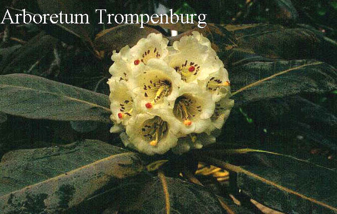 Rhododendron falconeri