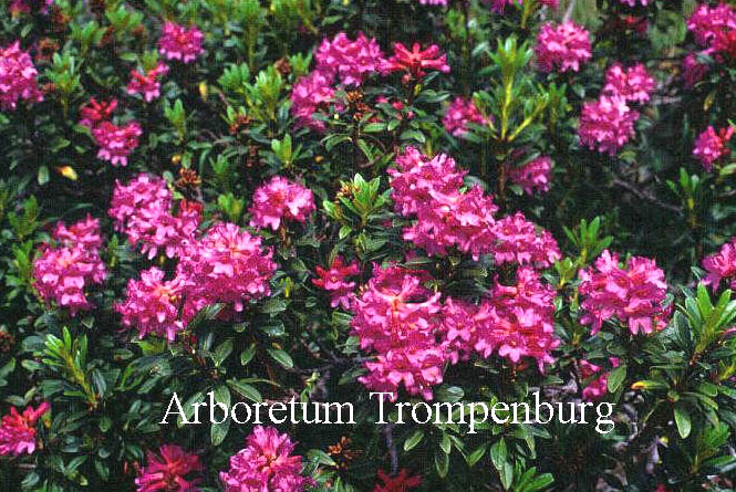 Rhododendron ferrugineum