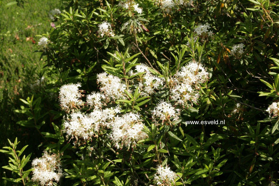 Rhododendron glandulosum