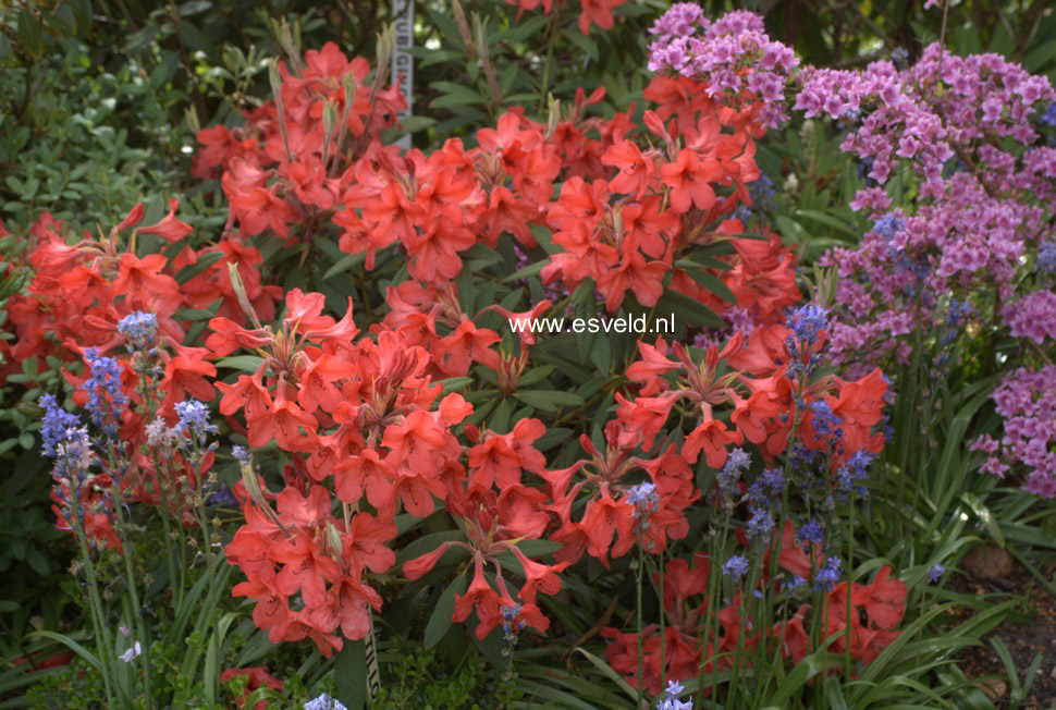 Rhododendron griersonianum