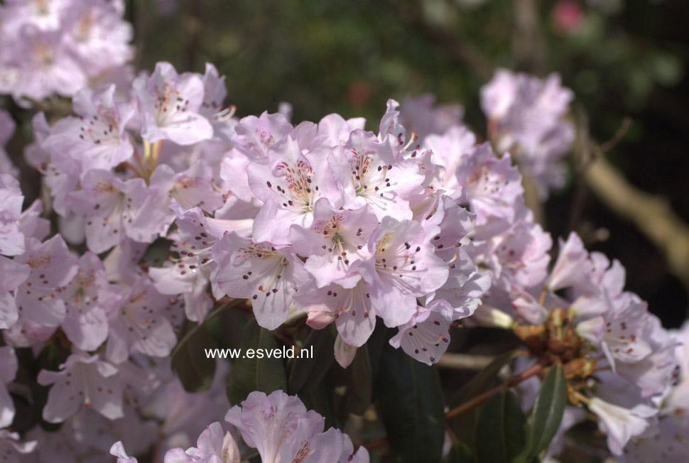 Rhododendron heliolepis