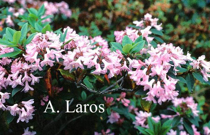 Rhododendron hirsutum