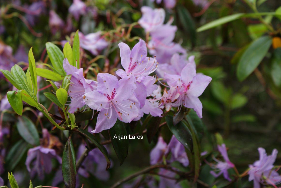 Rhododendron lochmium