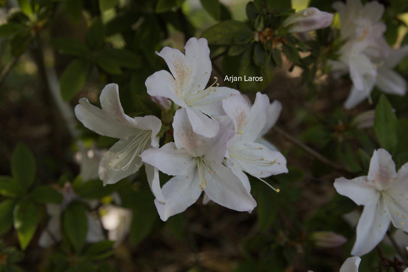 Rhododendron mucronatum