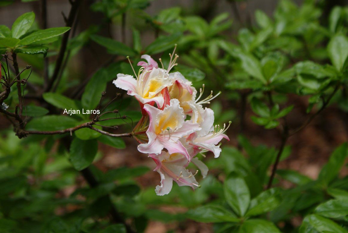 Rhododendron occidentale