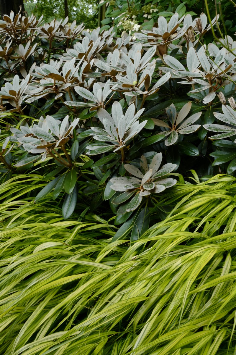 Rhododendron pachysanthum
