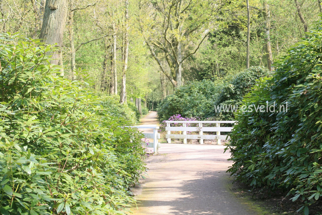 Rhododendron ponticum