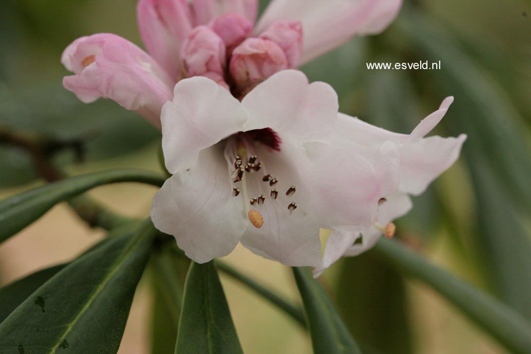 Rhododendron praevernum