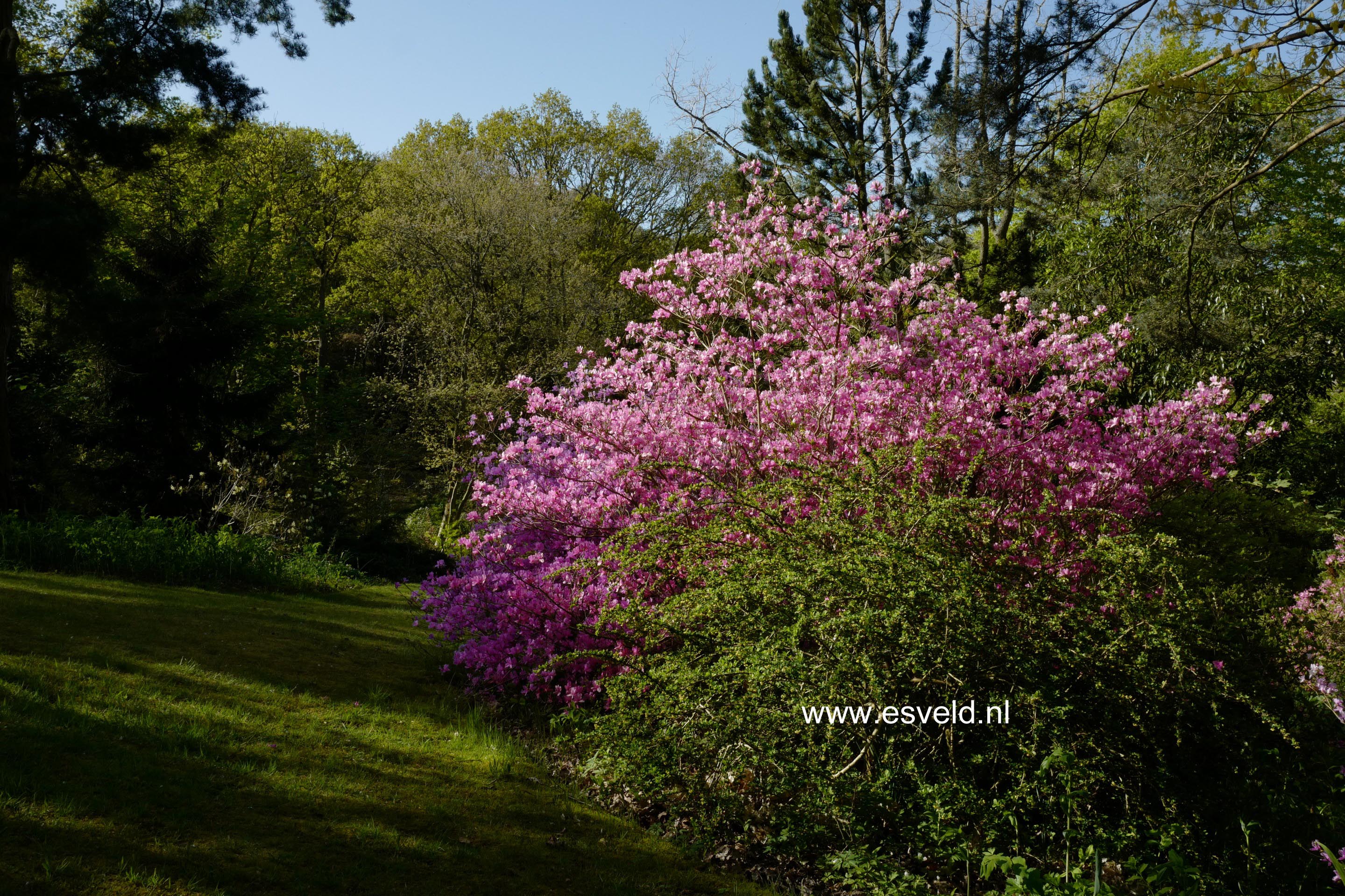 Rhododendron reticulatum