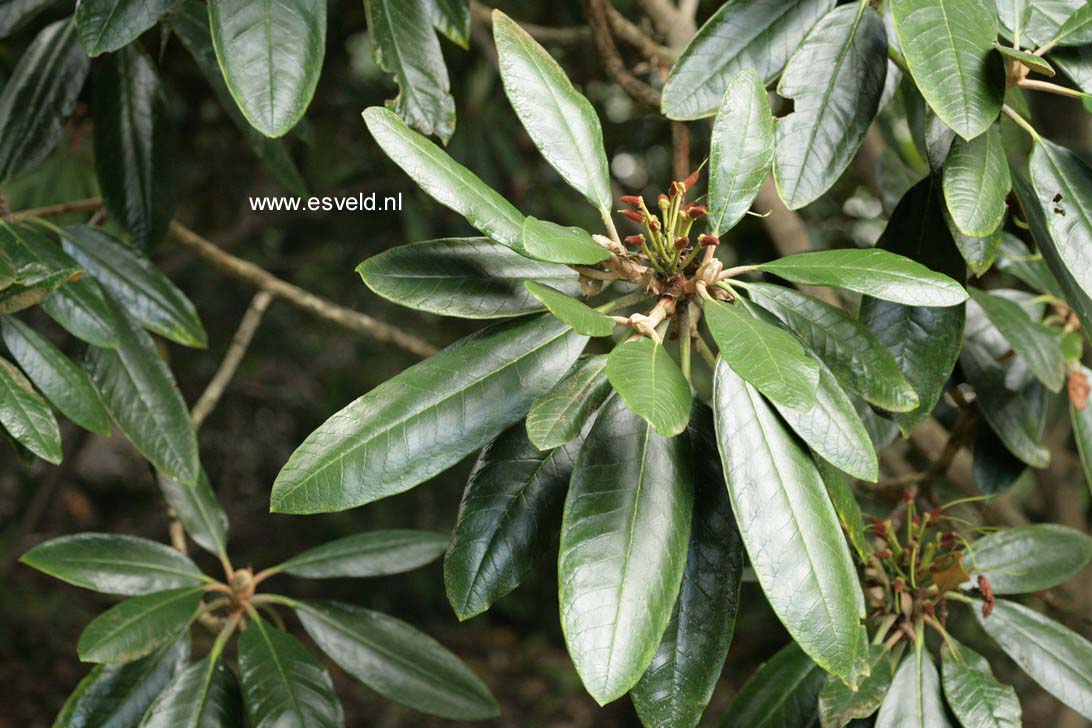 Rhododendron rex