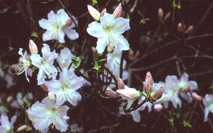 Rhododendron schlippenbachii
