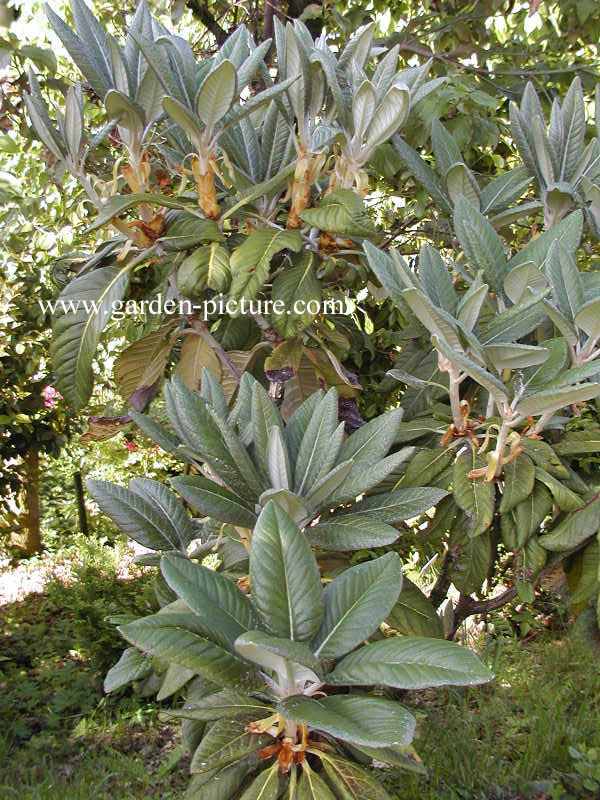 Rhododendron sinogrande