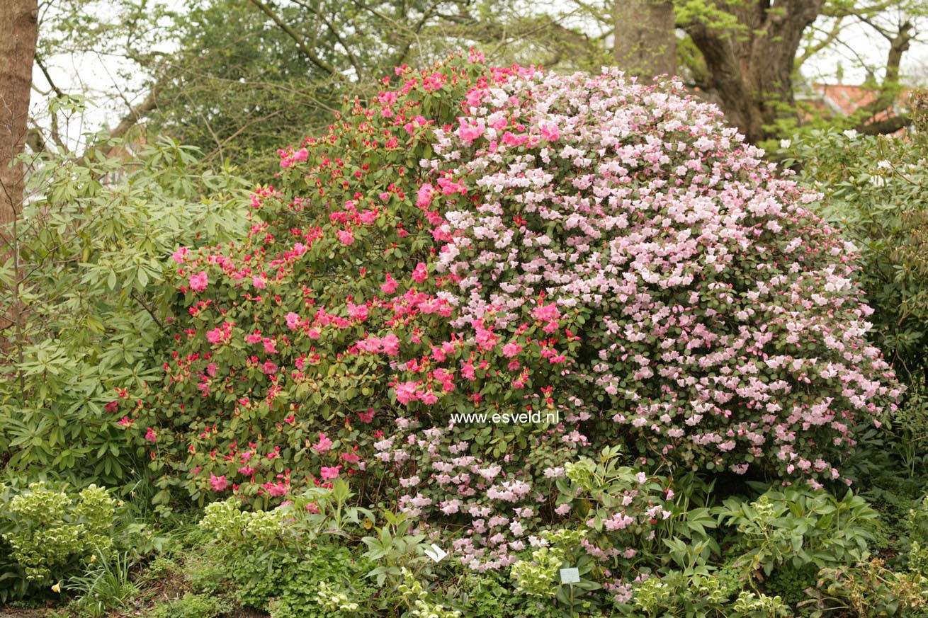 Rhododendron williamsianum