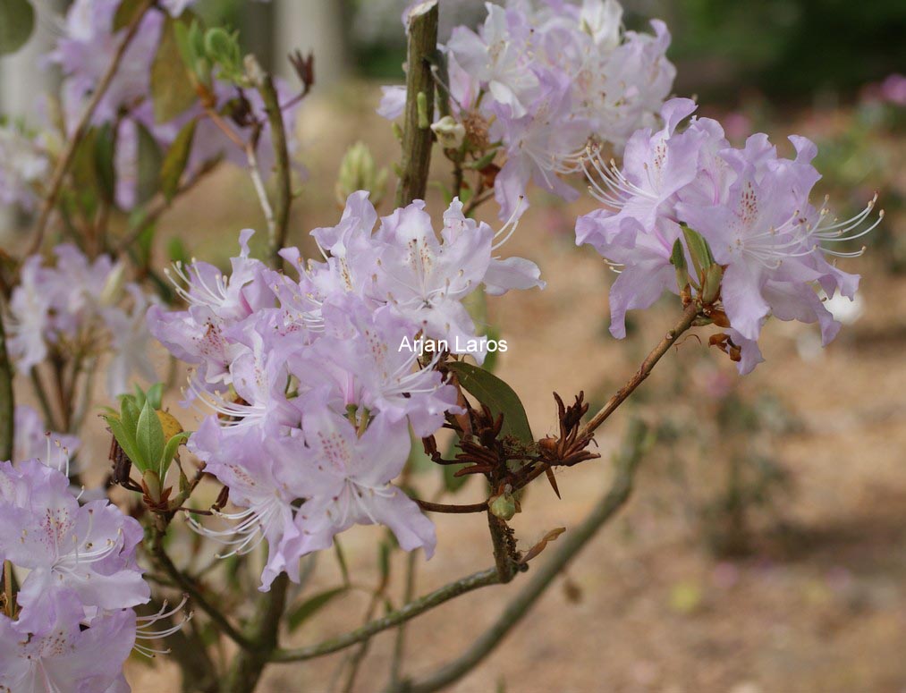 Rhododendron yunnanense