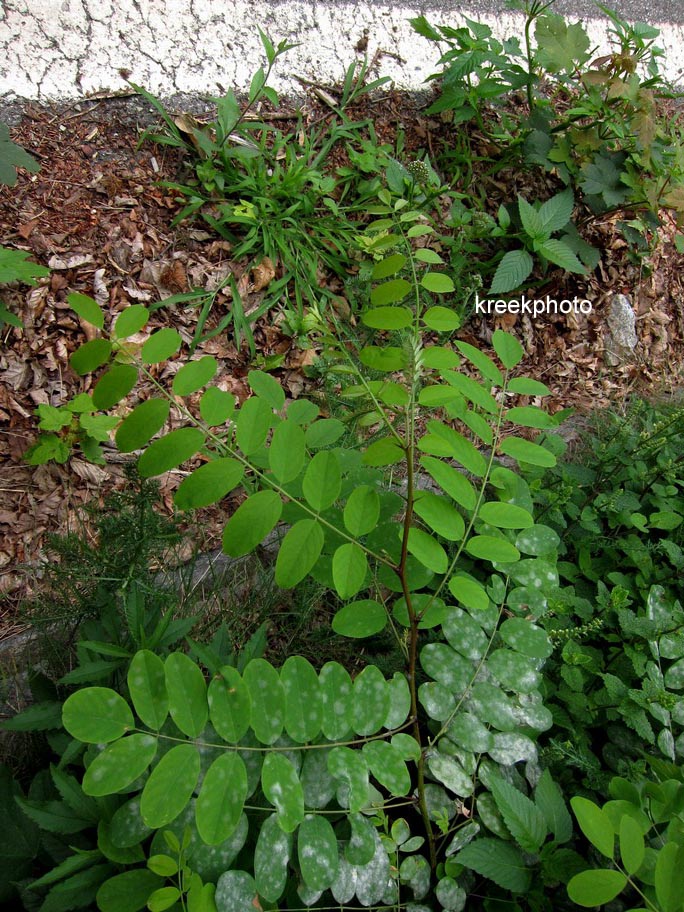 Robinia pseudoacacia