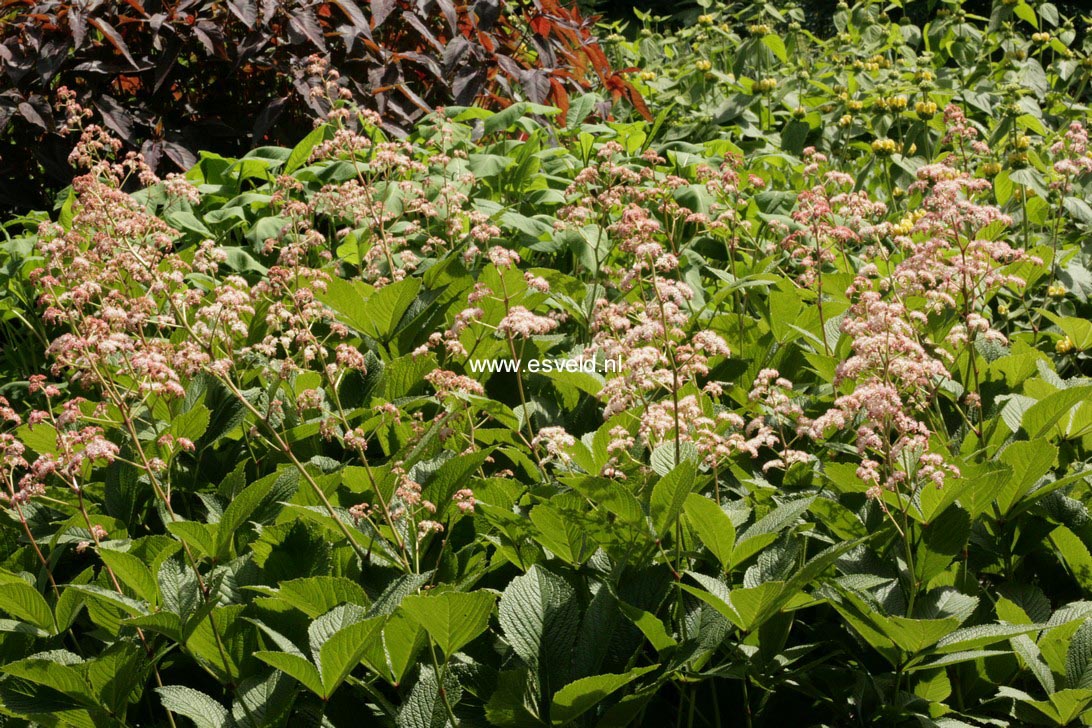 Rodgersia pinnata 'Superba'