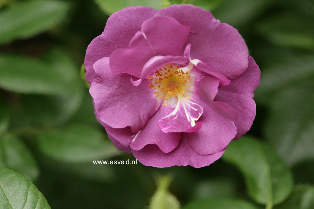 Rosa 'Frantasia' (RHAPSODY IN BLUE)