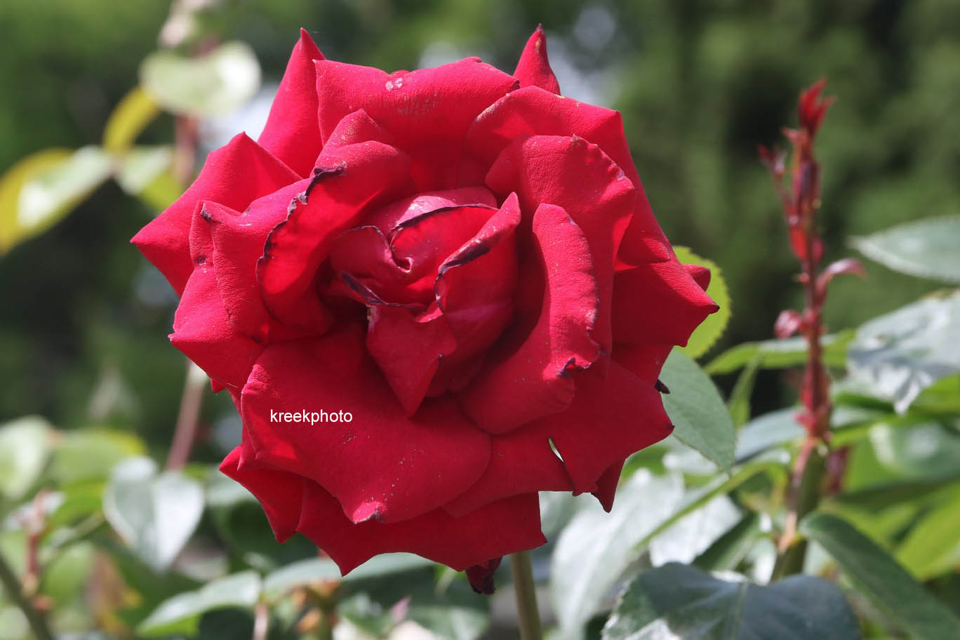 Rosa 'Ingrid Bergman'