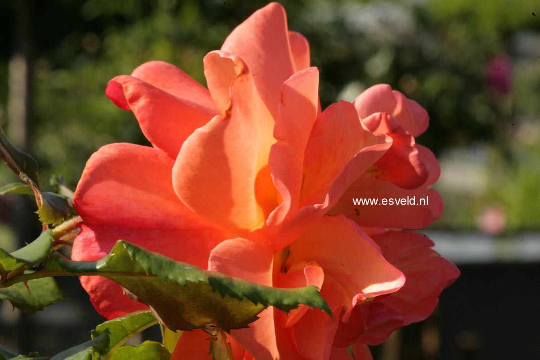 Rosa 'Korlawe' (WESTERLAND)