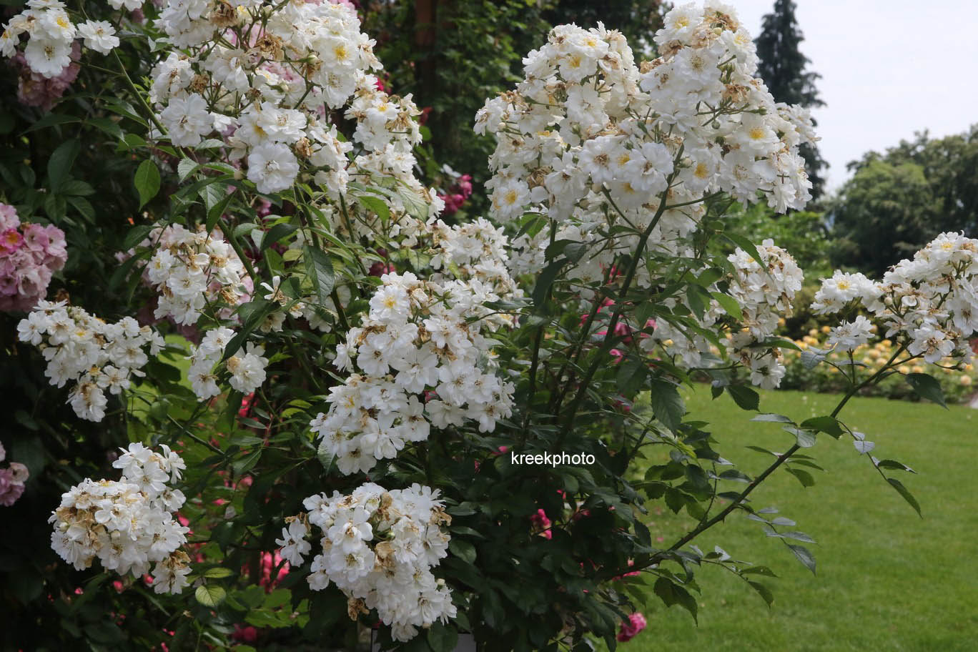 Rosa 'Lenalbi' (GUIRLANDE D'AMOUR)