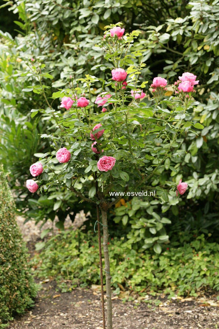 Rosa 'Meideauri' (LEONARDO DA VINCI)