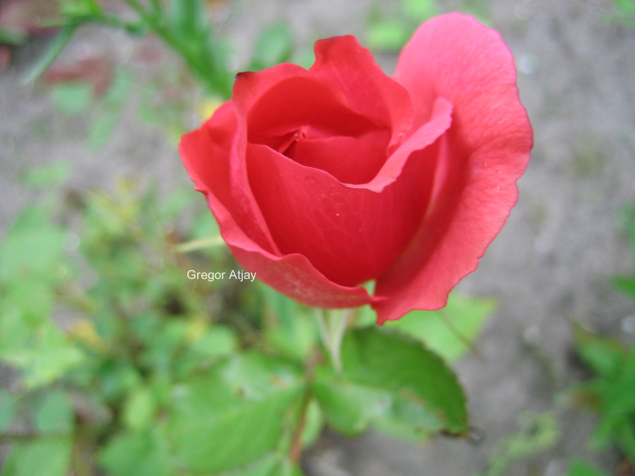 Rosa 'Pernille Poulsen'