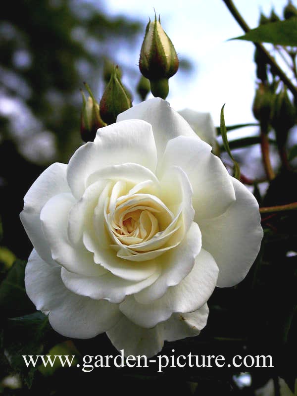 Rosa 'Schneewittchen' (KORBIN)