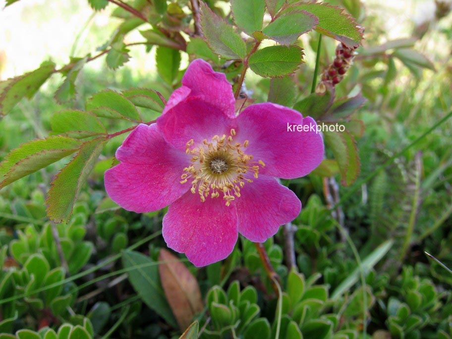 Rosa pendulina