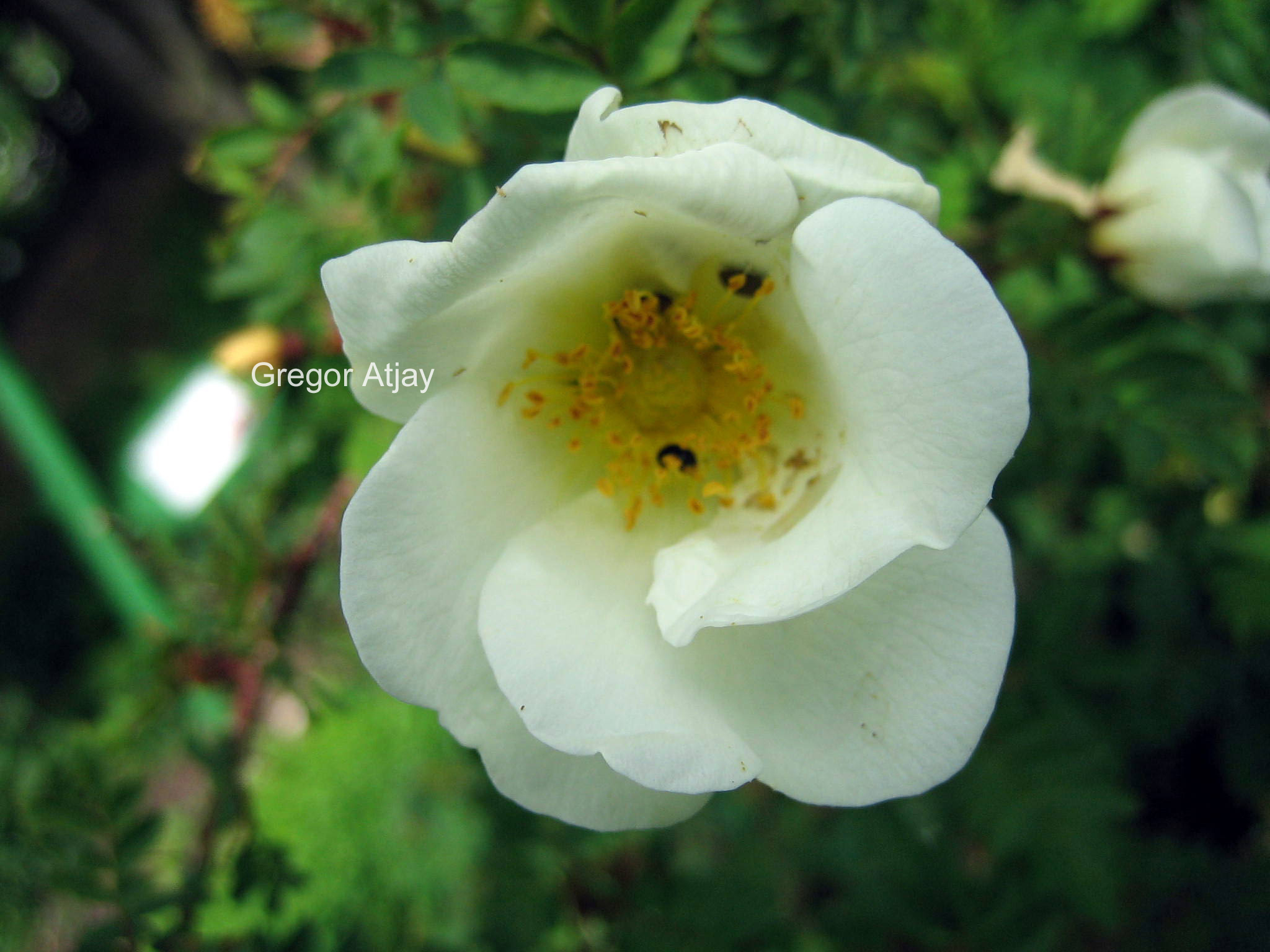 Rosa pimpinellifolia