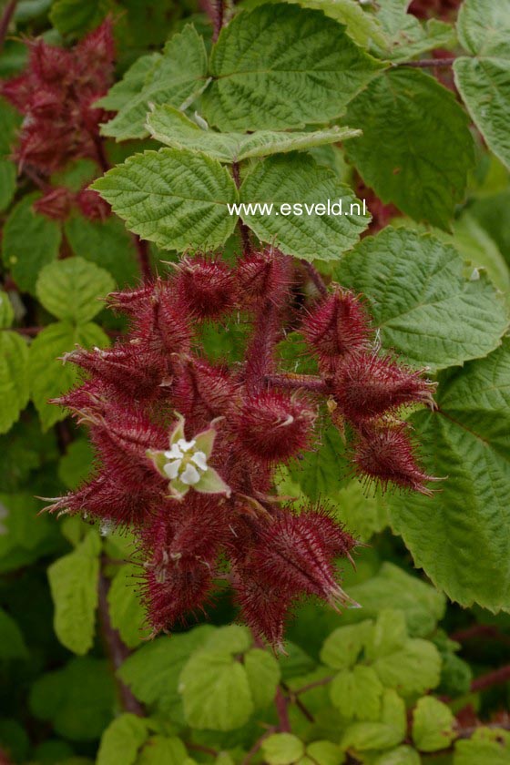 Rubus phoenicolasius