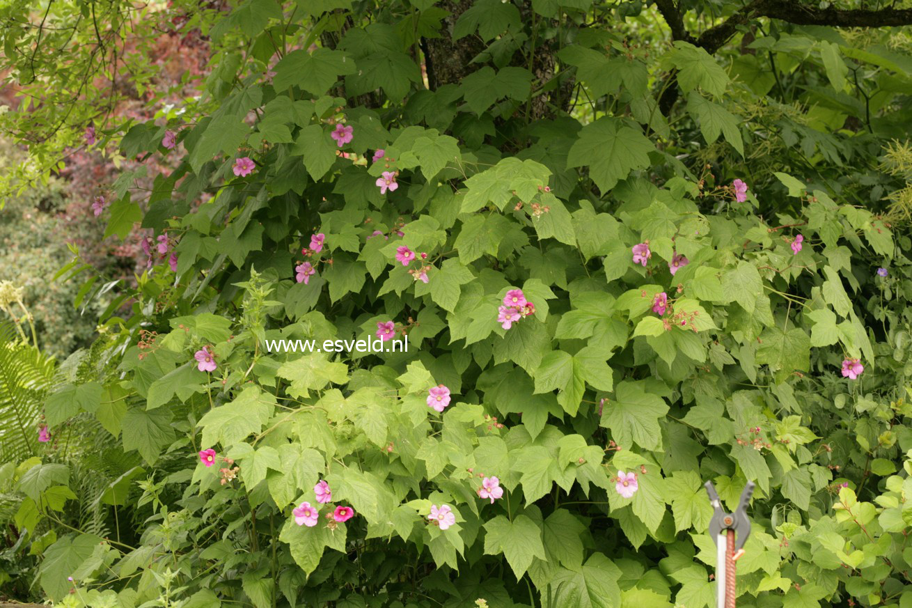 Rubus spectabilis