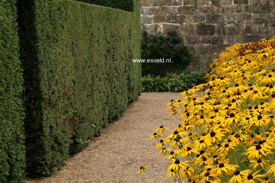 Rudbeckia fulgida var. deamii