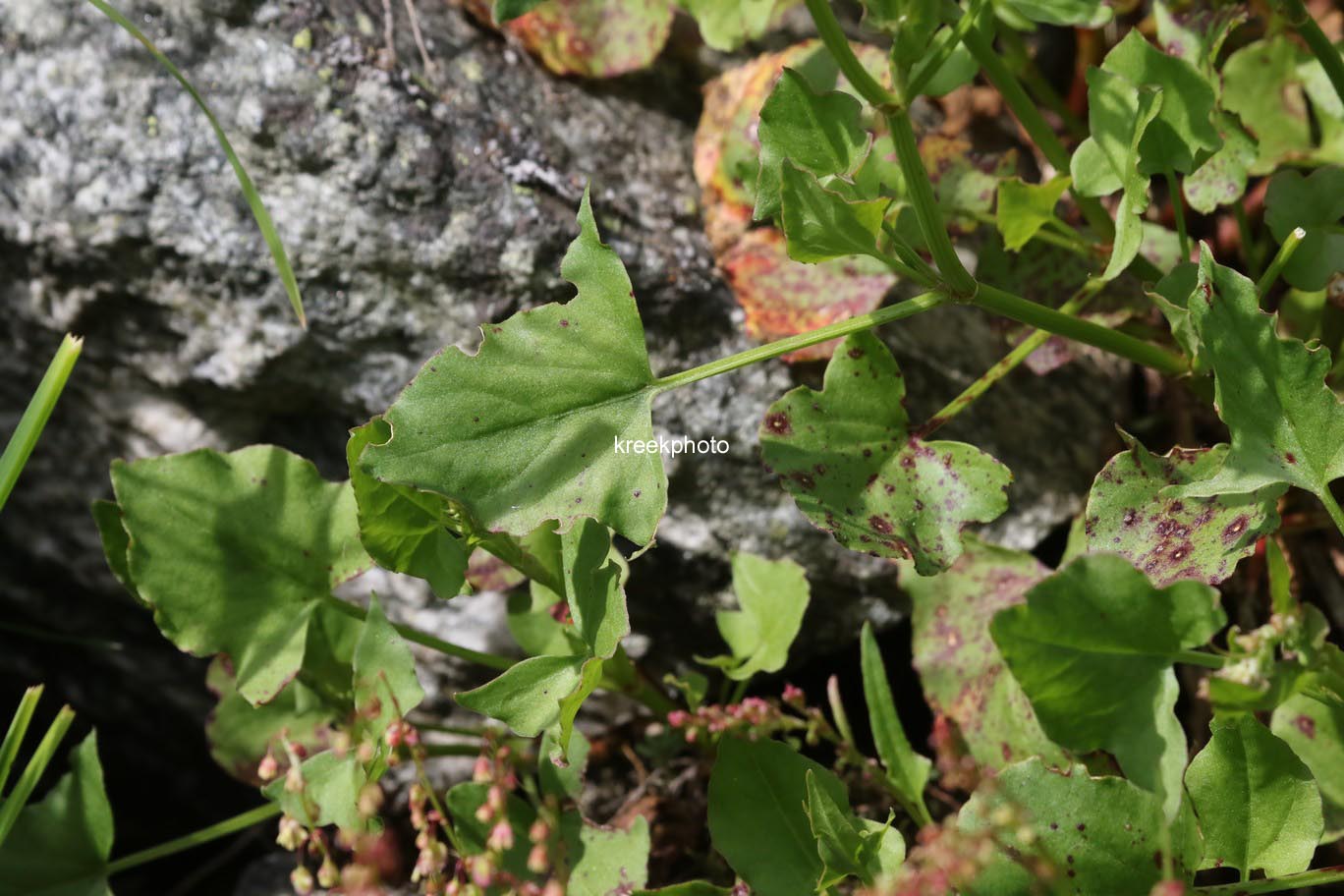 Rumex acetosa
